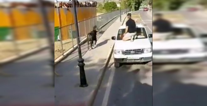 Abaten a un toro tras salirse del recorrido en los encierros de un pueblo de Madrid