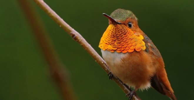 La gran extinción de los pájaros de Norteamérica: casi 3.000 millones desde 1970