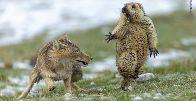 Estos son los finalistas al 'Wildlife Photographer of the Year 2019'