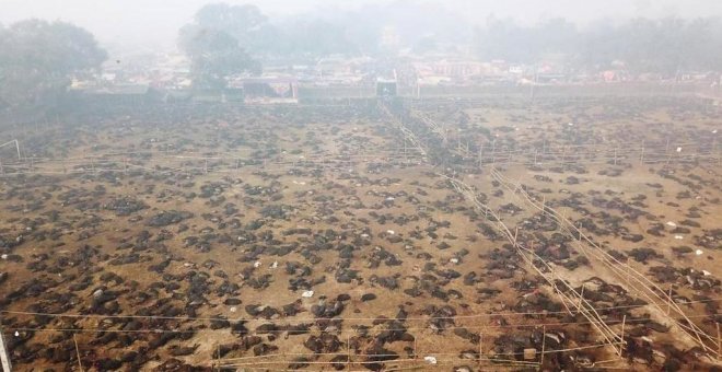 Nepal sacrifica 6.000 búfalos en la mayor matanza de animales del mundo