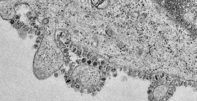 Principia Marsupia - Hechos contra teorías de la conspiración sobre el origen del coronavirus