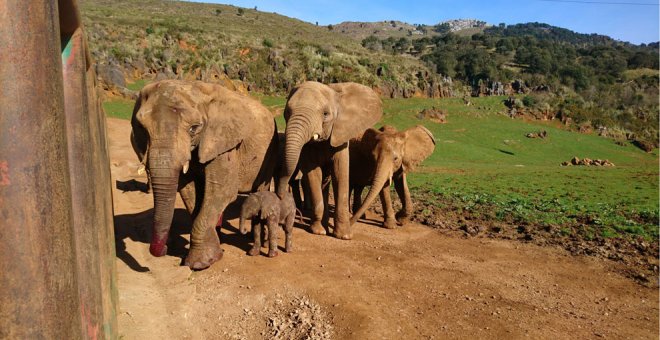 Nace una nueva cría de elefante en Cabárceno