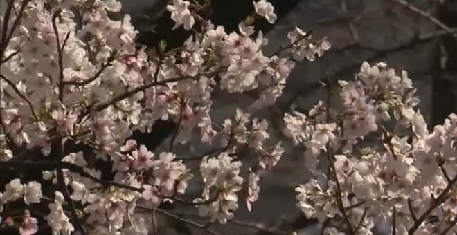 Los almendros florecen en Japón