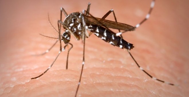 Les plagues d'insectes com les paneroles o els mosquits tigre s'avancen dos mesos pel canvi climàtic i la calor