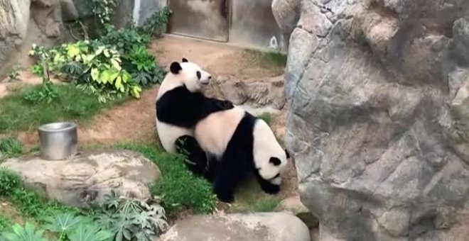 Dos pandas de un zoo de Hong Kong se aparean por primera vez en diez años