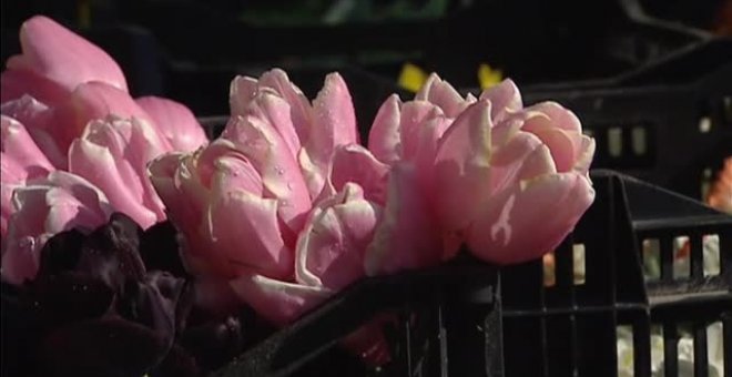 El Jardín Botánico regala cientos de tulipanes a los hospitales madrileños