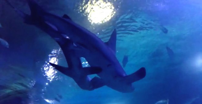Apareamiento de dos tiburones grises en el Oceanogràfic de València