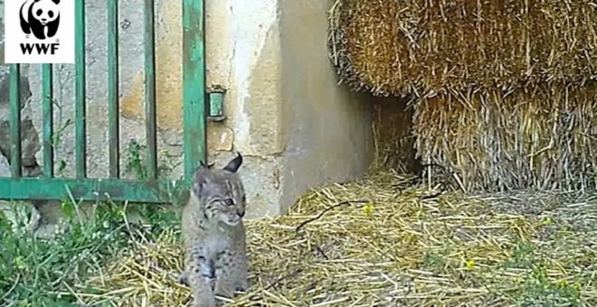 La lince Odrina vuelve a criar en Ciudad Real