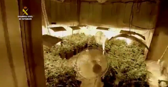 Investigado un hombre tras localizar en Escacena del Campo una plantación de marihuana