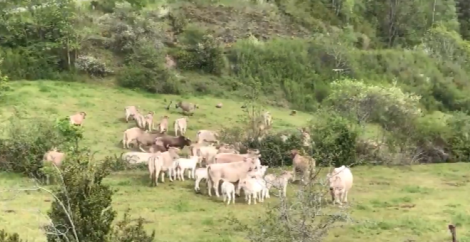 Benasque, escenario de una pelea entre buitres y vacas por la vida de un ternero recién nacido