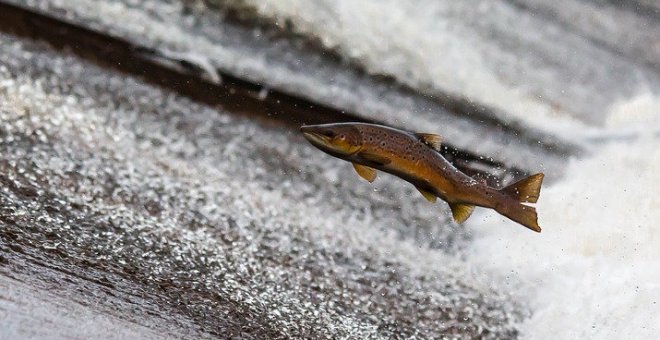 Pescado en el Asón el 'campanu' de Cantabria, de 3,5 kilos