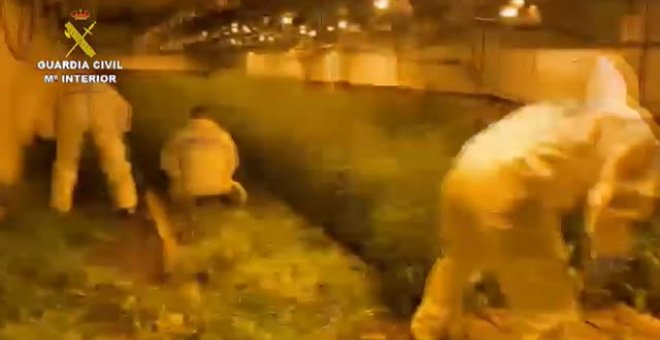 Desmanteladas dos narconaves en Barcelona donde se producía marihuana industrialmente