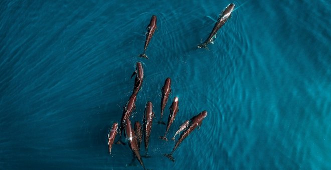 Cien delfines calderón en la Costa Brava
