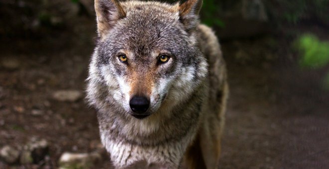 Condena pionera en España a dos cazadores por matar a un lobo en Ávila de forma ilegal