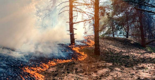 El fuego ha arrasado 21.132 hectáreas hasta el 26 de julio, un 62% menos que hace un año