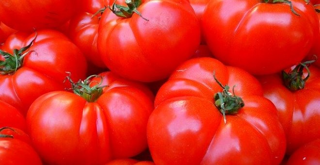 Pato confinado - La asombrosa historia del tomate: de planta venenosa a 'parlanchina'