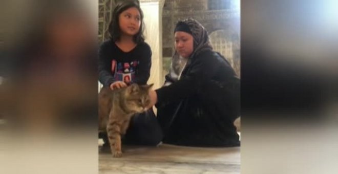 Gli, la gata más famosa de Turquía, no será desalojada