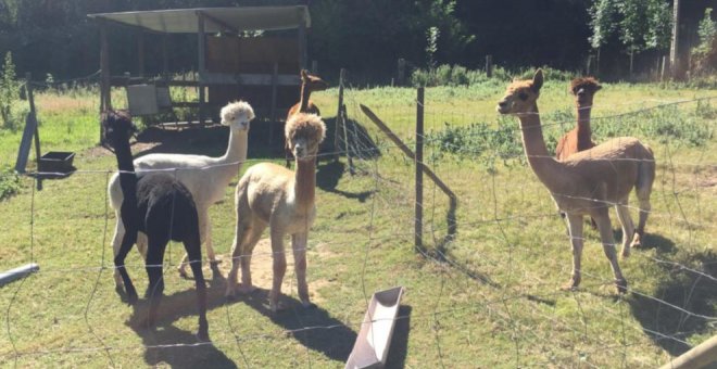 Cantabria, tierra de alpacas