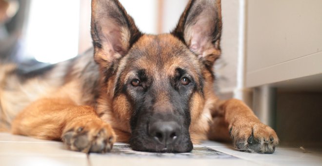 Fallece el primer perro diagnosticado con la covid-19 en EEUU