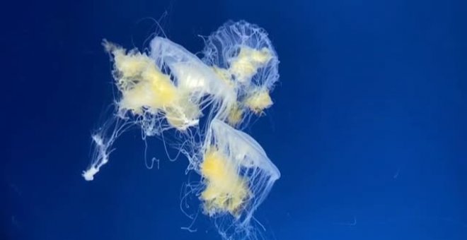 Las medusas protagonistas de un nuevo acuario en Taiwan