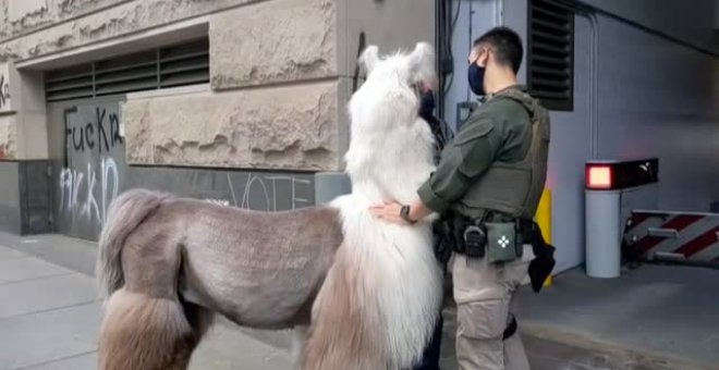 César, la llama pacifista que concilia entre manifestantes y policías en Estados Unidos