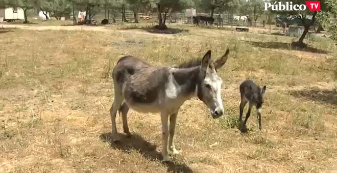 Burros contra el estrés de la pandemia