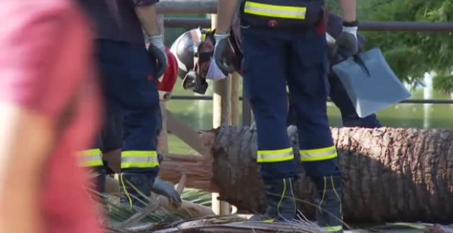 Un fallecido en Barcelona tras el desplome de una palmera