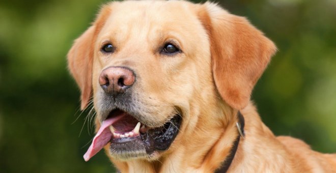 Polientes acoge este domingo el I Concurso Nacional Canino de Valderredible