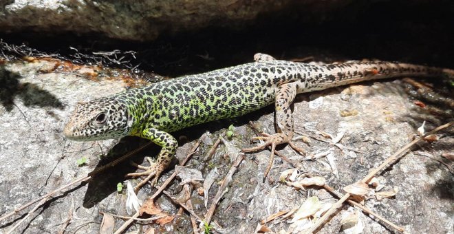 La crisis climática envejece a peces, anfibios y reptiles