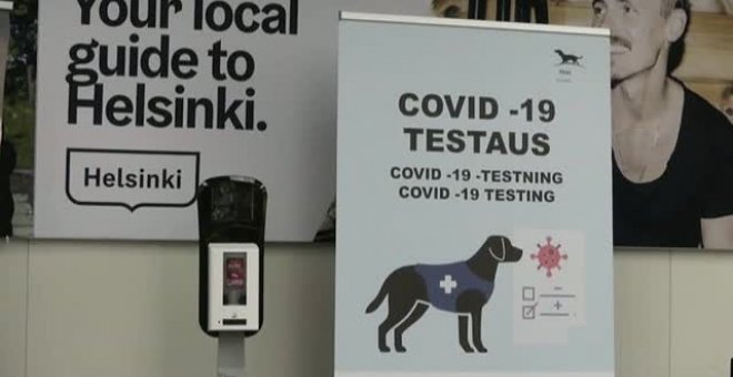 Proyecto piloto con 15 perros que detectan el coronavirus en el aeropuerto de Helsinki