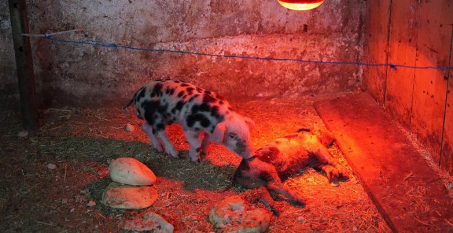 Denuncian la "extrema situación" de los animales de una granja de Villaescusa