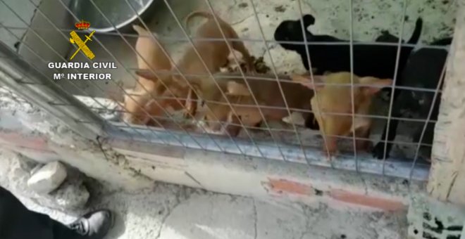 La Guardia Civil rescata en Baena a 13 cachorros de perro abandonados