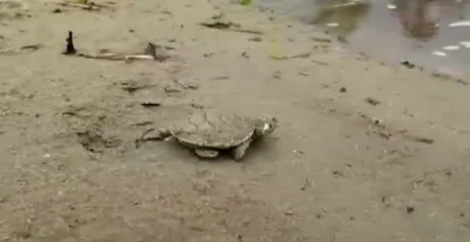 Liberadas en Perú más de un millar de tortugas 'Tiracaya bebé'