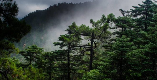 Ecologismo de emergencia - La singularidad de una Sierra que quiere ser Parque Nacional: Sierra Bermeja