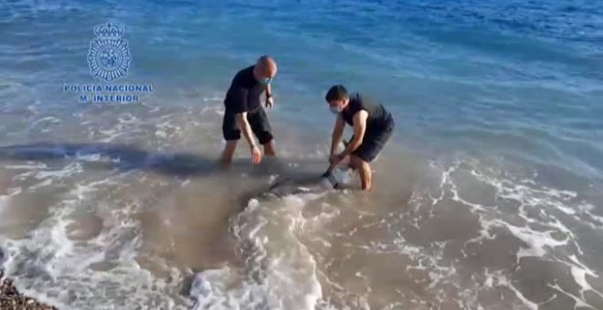 Rescatan un delfín que había quedado varado en una playa de Almería