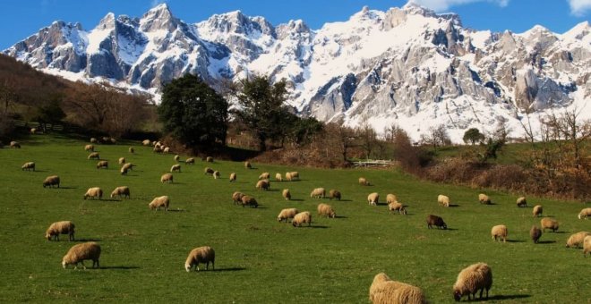 ¿Cómo gestionar el lobo desde el ambientalismo?