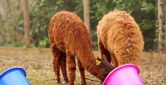 El zoo de Londres busca nombre para sus tres alpacas machos