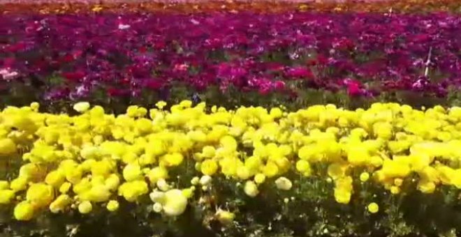 Reabren a los visitantes los coloridos campos de cultivo de flores de California