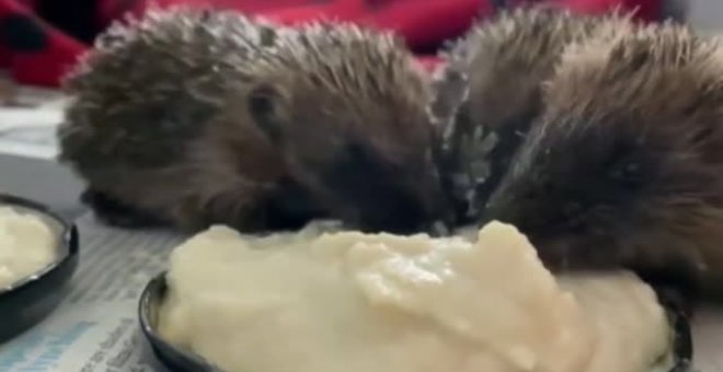 Salvan a tres erizos con una mezcla de leche y comida para gatos