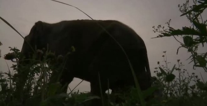 Una treintena de elefantes asiáticos se da un festín de frutas en un santuario indio