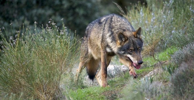 El lobo será incluido en el LESPRE el próximo 25 de septiembre