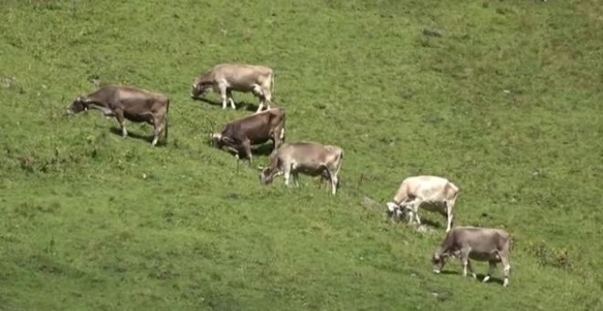 Un helicóptero en Suiza traslada en volandas vacas heridas durante la temporada de pasto