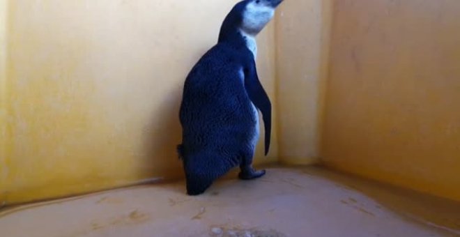 Devuelven a su habitat a un pingüino de Humboldt extraviado en la región chilena de Atacama