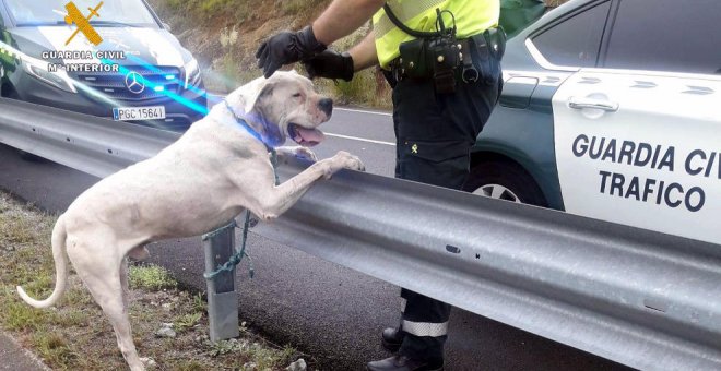 Capturado un perro peligroso suelto en la N-634, donde mató a otro