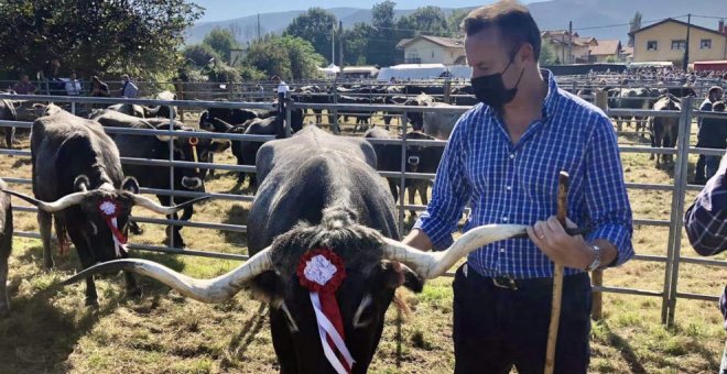 Más de 500 reses de 21 ganaderías reviven la Olimpiada del Tudanco