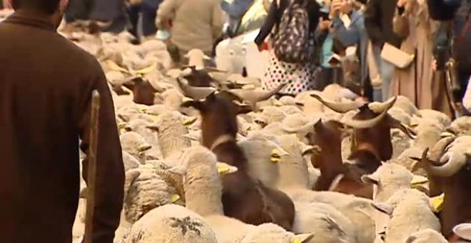 Una multitud recibe a las ovejasen Madrid