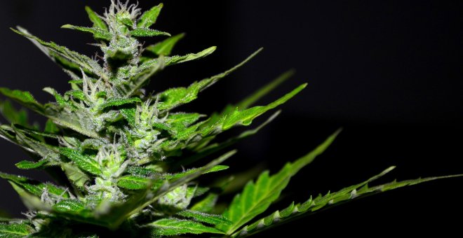 Arranca en el Congreso la regulación del cannabis medicinal: "Los pacientes están expectantes"