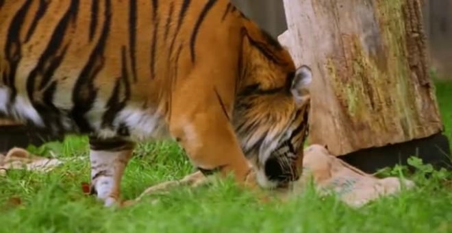 La Navidad llega para los tigres del Zoo de Londres