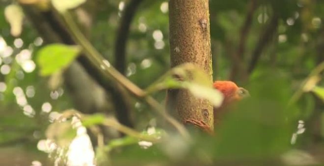 El Bosque Atlántico de Río de Janeiro es el único lugar del mundo donde el tití león dorado existe en estado salvaje