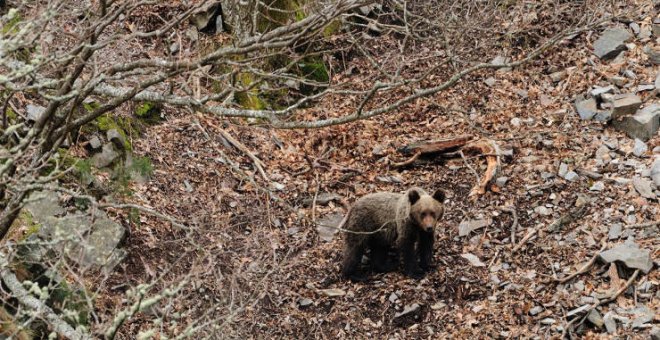 "En buen estado y con una leve cojera" el oso herido en una cacería de jabalí